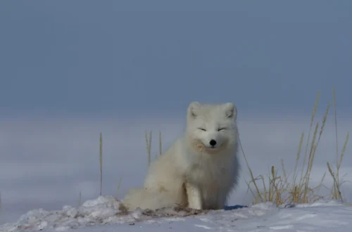 White Fox
