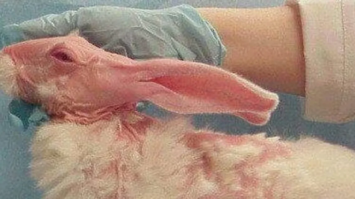 Does L’Oréal Test on Animals