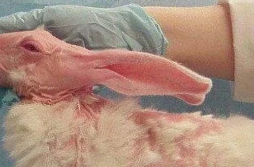 Does L’Oréal Test on Animals