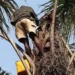 palm wine benefits