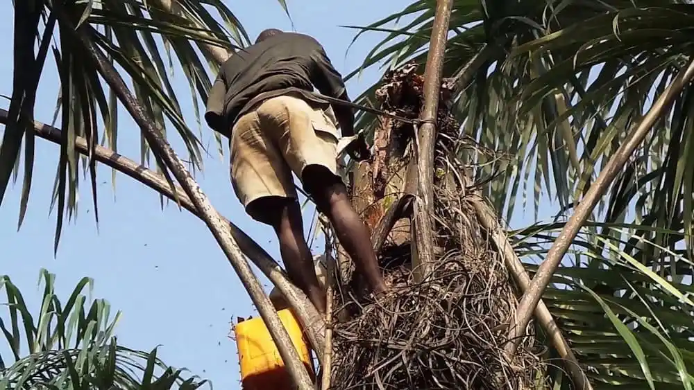 palm wine benefits